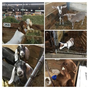 27B1935F-2DCE-4133-85AF-DDB786E84D9C-COLLAGE