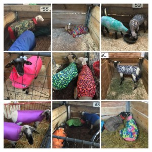 2F96C6D1-2D92-46C3-9DCF-6256E23F26EF-COLLAGE