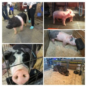 8D808201-59D7-4510-ACB5-59AB12463211-COLLAGE