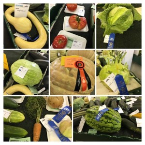 C0BC6E41-6B8E-4670-9176-41CB3DA09266-COLLAGE