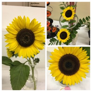 C5D58B4D-DDC6-4FEF-8600-D9361DDFCE3F-COLLAGE