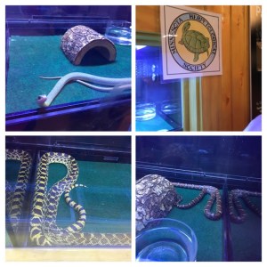 E45E4DE1-79EF-4D8D-B35B-DC02159BDC41-COLLAGE