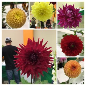 E60CC1EB-1EE9-42DD-B0A7-EA578BFC3230-COLLAGE