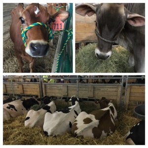 F2A8D1D8-ED87-48E2-859D-D9B10927FFF0-COLLAGE