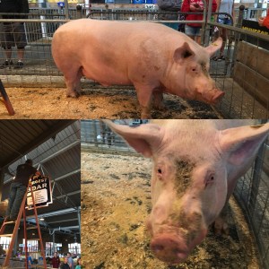 54dc8531-190e-419f-a672-984756243500